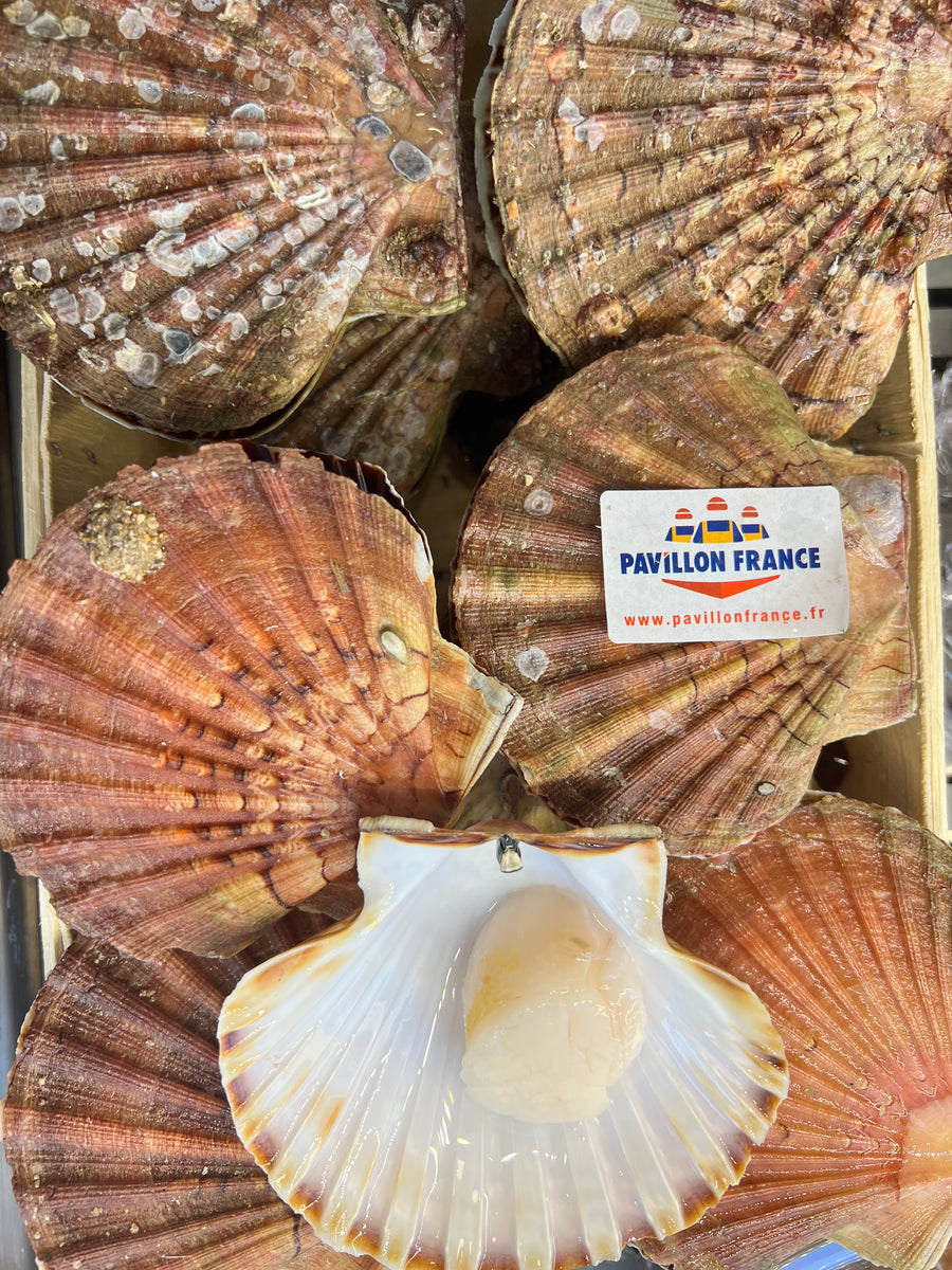 Coquilles Saint Jacques fraîches