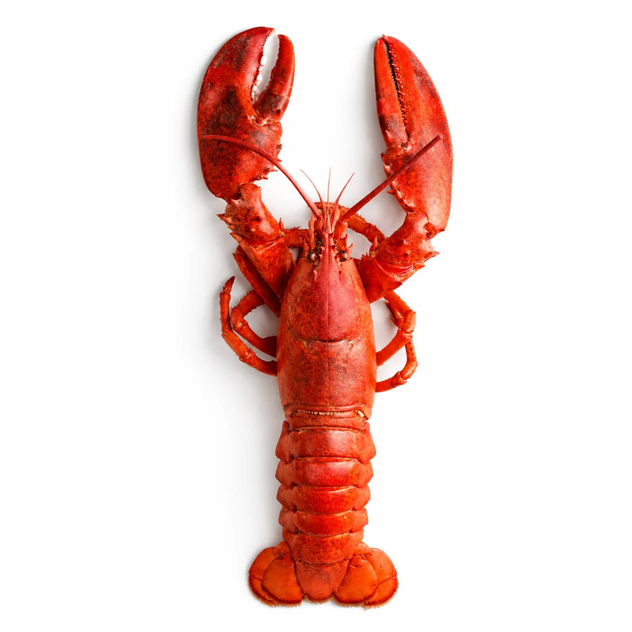 Homard