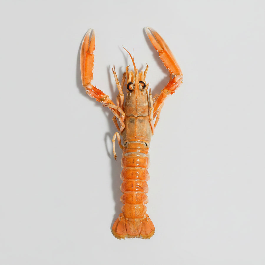 Langoustines fraîches préparées par L’Écailler de Stef